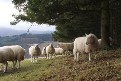 Farm woodlands case studies